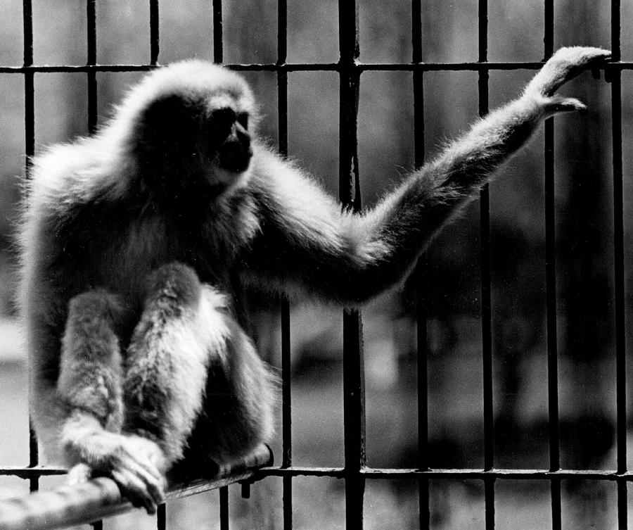 Looking Monkey Photograph by Retro Images Archive