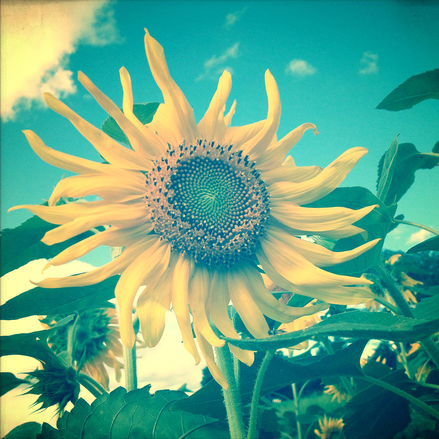 Sunflower Photograph - Looking on the Bright Side by Olivia StClaire