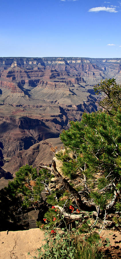 Grand Canyon National Park Photograph - Looking Out Across The Grand Canyon by Her Arts Desire