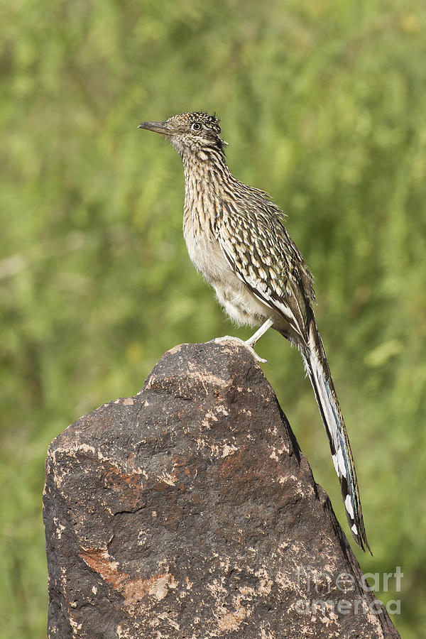 Roadrunner Looking Out Photograph by Bryan Keil