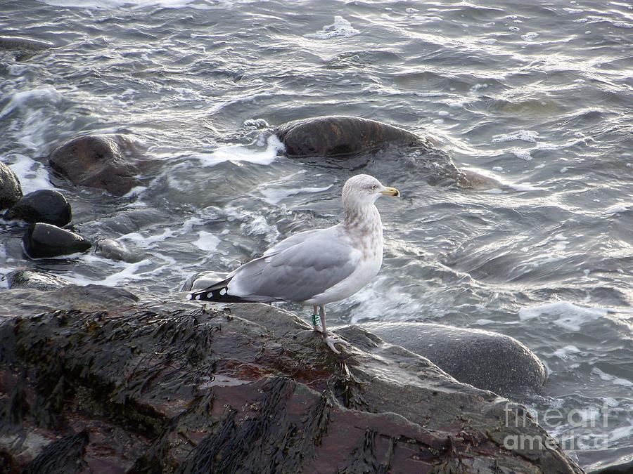 Seagull on the Rocky Coast Photograph by Eunice Miller