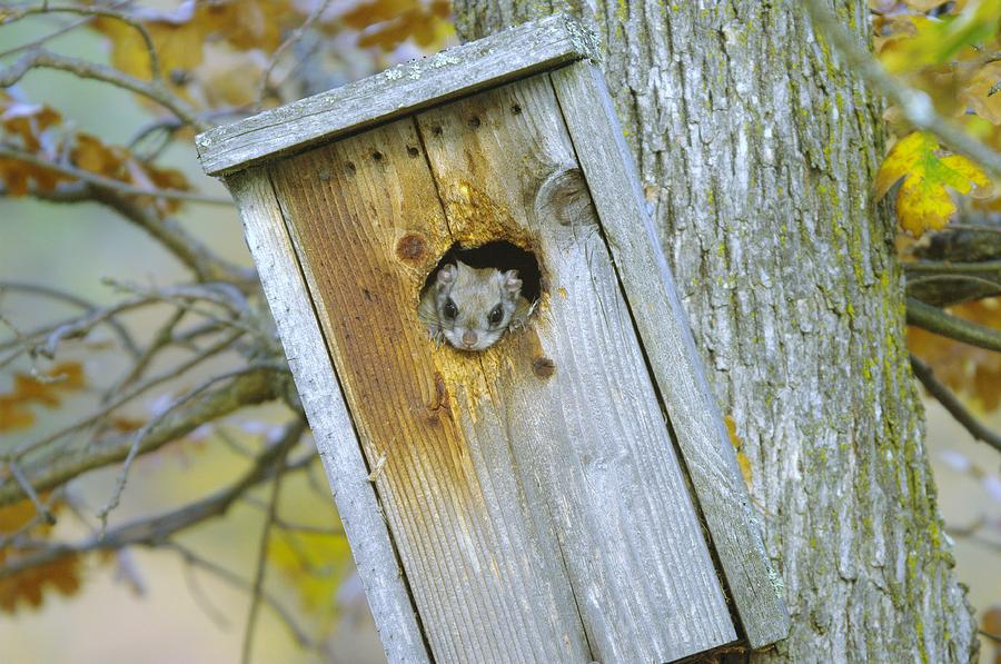 Squirrel Photograph - Looking Outside The Box by Jeff Swan