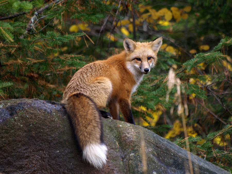 Looking Pretty Foxy Photograph by James Peterson