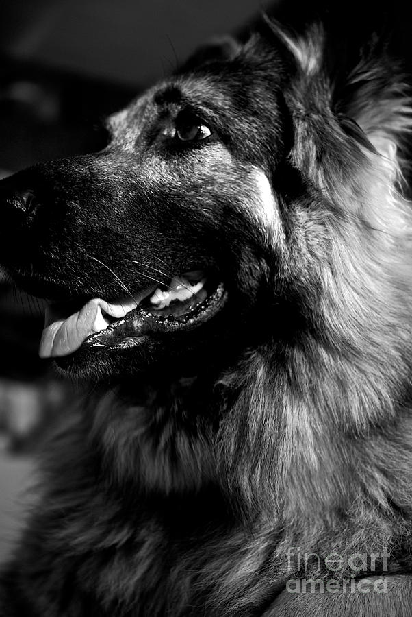 Portrait of a King Shepherd Dog Photograph by Frank J Casella