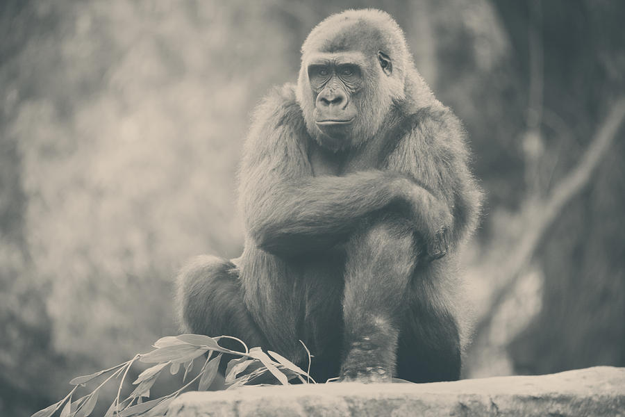 Gorilla Photograph - Looking So Sad by Laurie Search