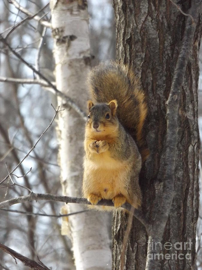 Looking squirrel Photograph by Erick Schmidt