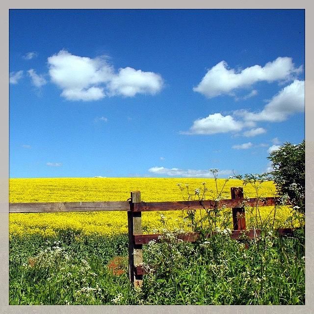 Northamptonshire Photograph - Yellow Field by Karen Cooper