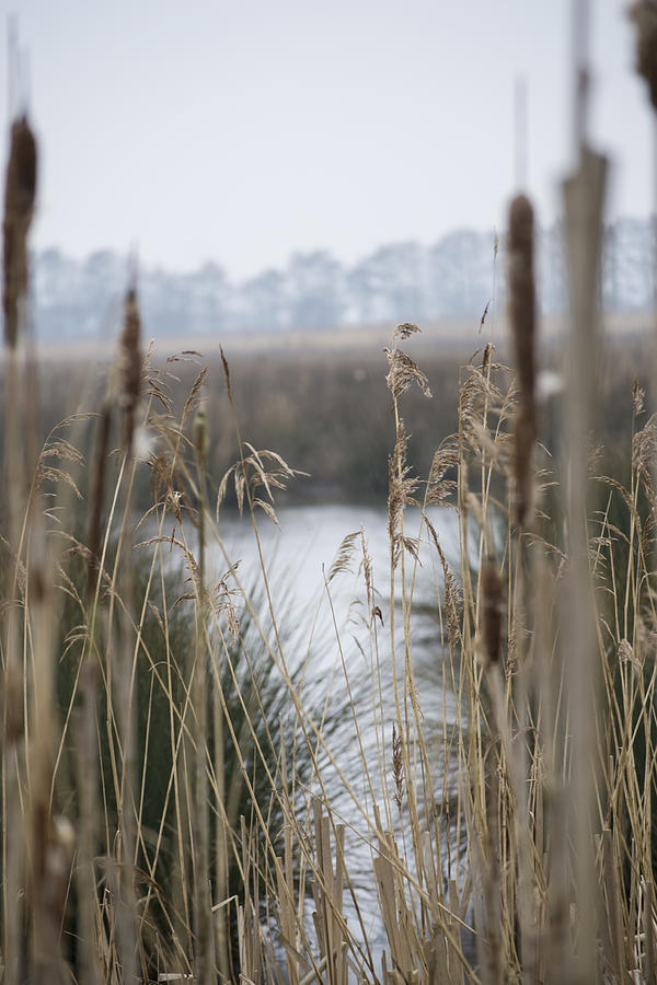 Looking through the Reeds Photograph by Spikey Mouse Photography