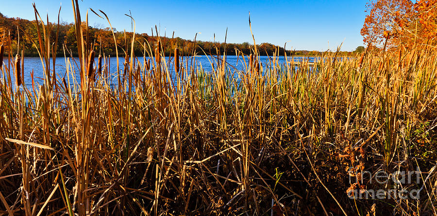 Looking Through the Reeds Photograph by Lawrence Burry