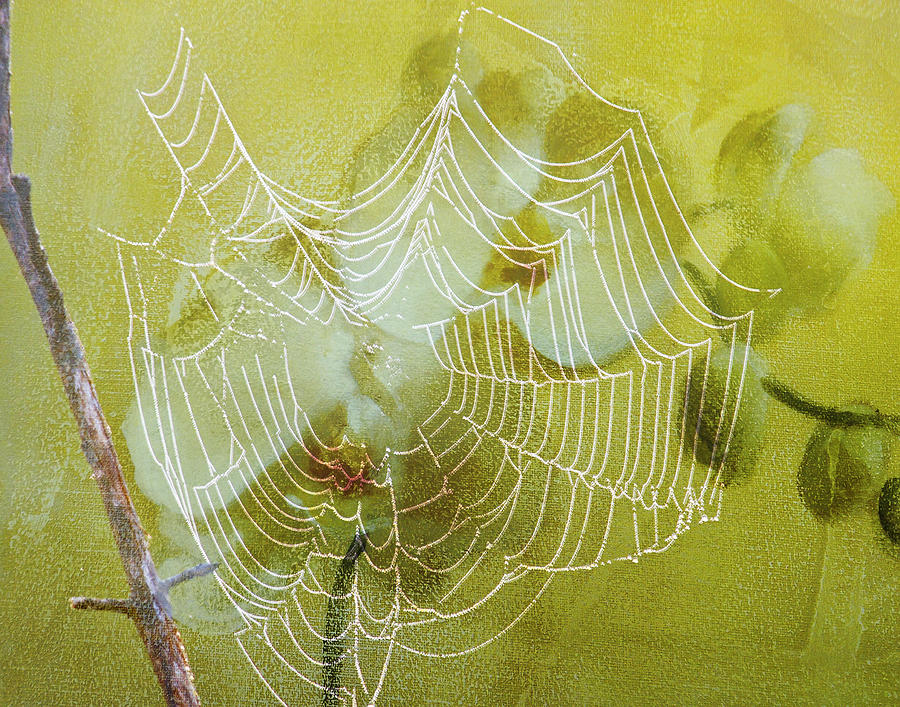 Looking Through The Web Flower Digital Art by J Larry Walker
