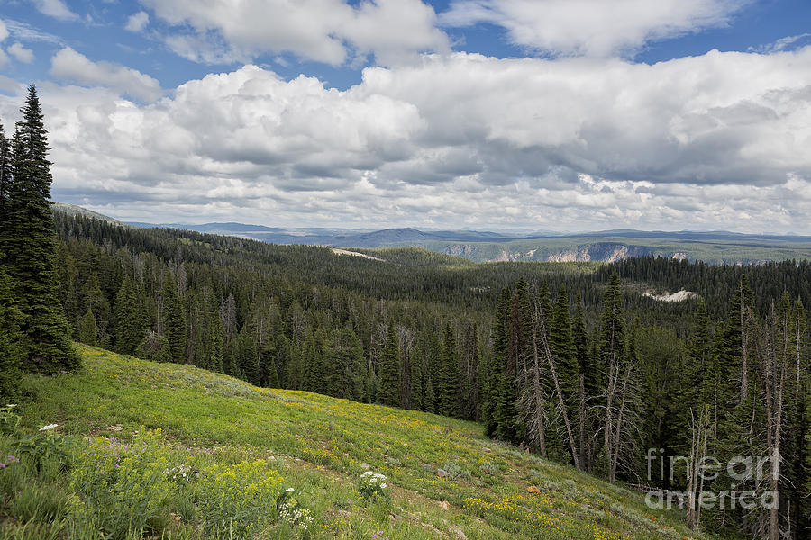 Looking to the Canyon - Yellowstone Photograph by Belinda Greb