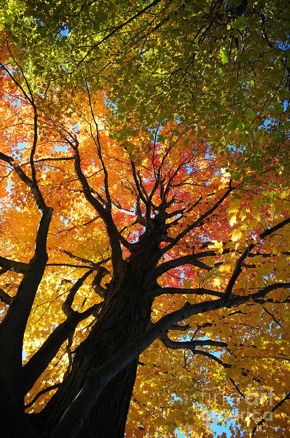 Fall Photograph - Looking Up 1 by Jennifer Englehardt