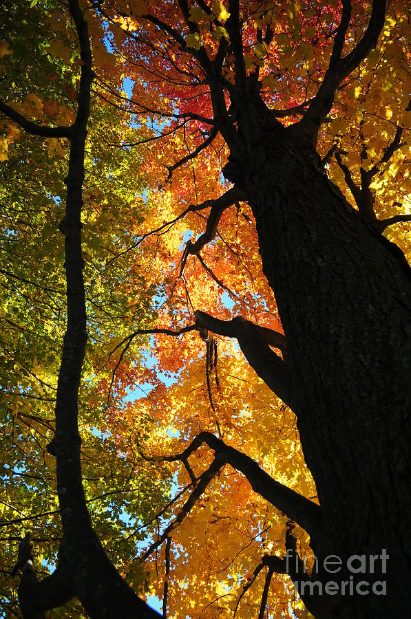 Fall Photograph - Looking Up 2 by Jennifer Englehardt