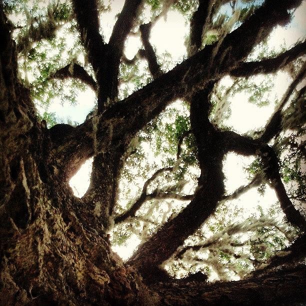 Fairchild Photograph - Looking Up A 400 Year Old #oak_tree by Tyson Kinnison