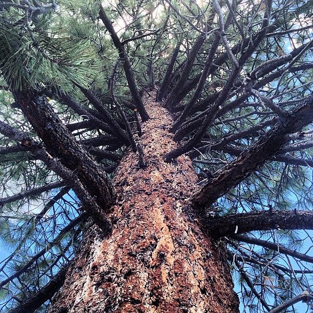 Yosemite National Park Photograph - Looking Up A Jeffrey Pine #yosemite by Charlotte Lyons