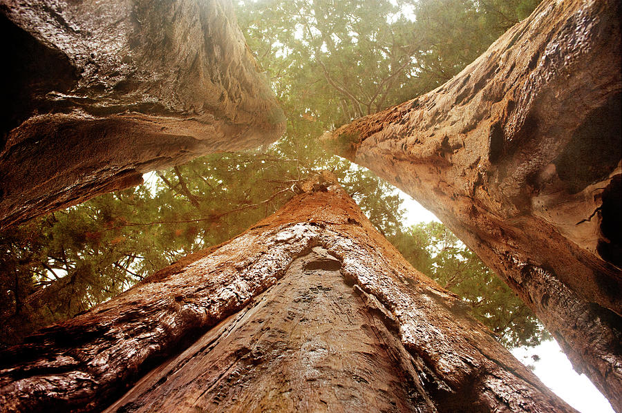 Looking Up Amongst Three Giant Sequoia Photograph by Tracy Packer Photography