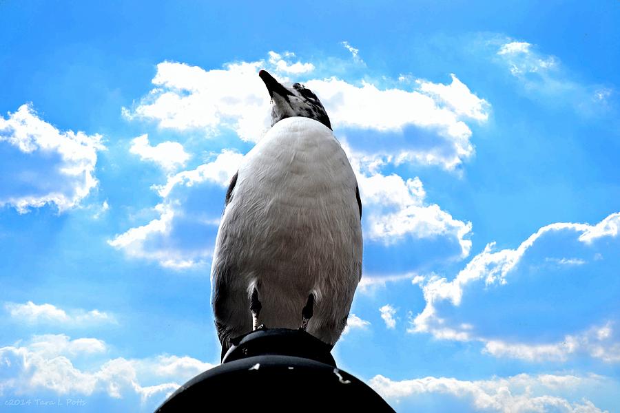 Looking up at a Seagull Photograph by Tara Potts