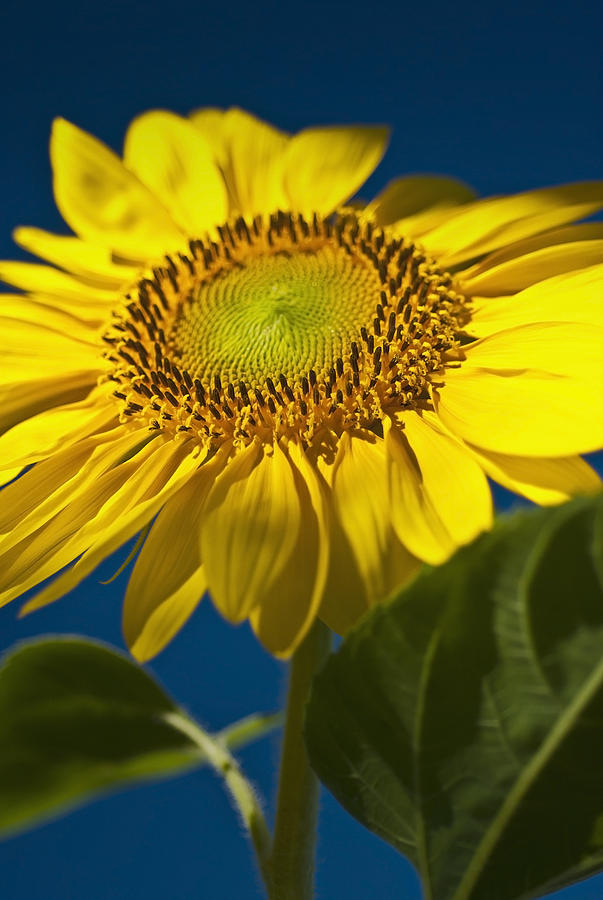 Looking up at a Sunflower Photograph by Onyonet Photo studios