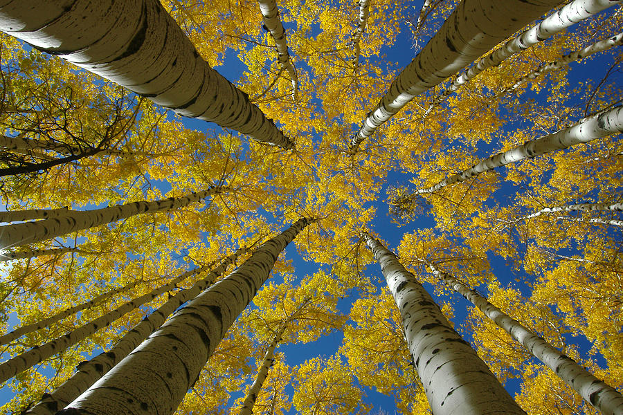 Looking Up at Aspen Trees with Yellow Autumn Leaves Photograph by MarkAhn_Photography