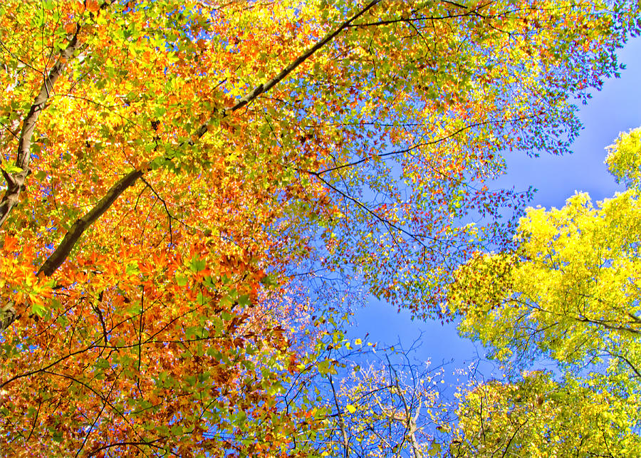 Looking Up at Fall Photograph by Carolyn Derstine