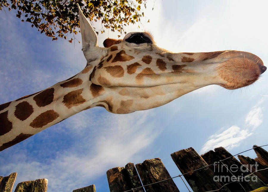 Looking Up At Giraffe Photograph