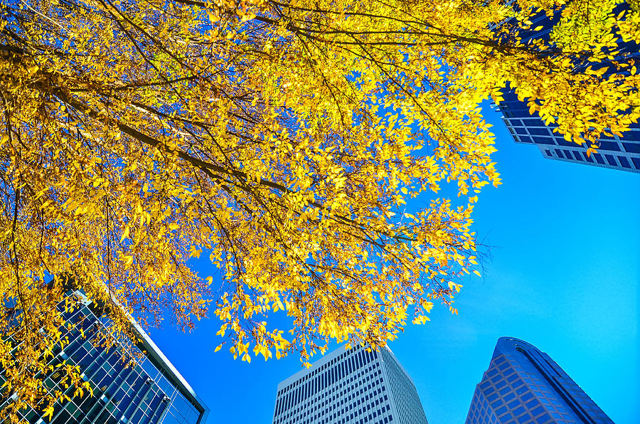 Looking Up At Tall Skyscrapers During Fall Season Photograph by Alex Grichenko