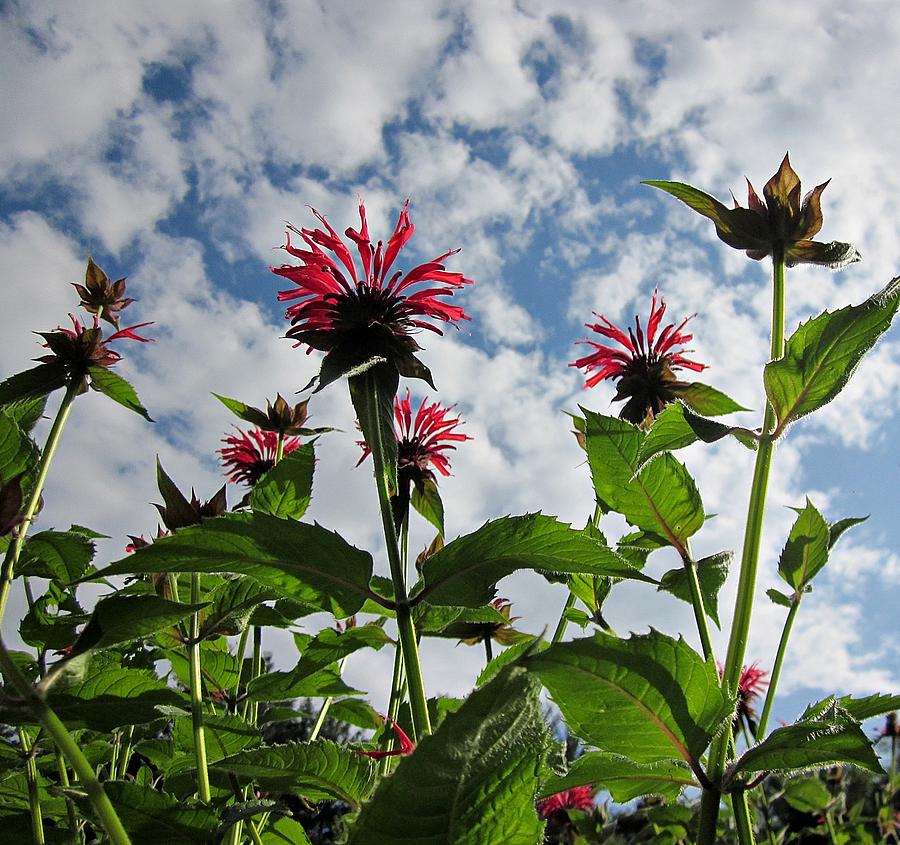 Looking Up Bee Balm Photograph by MTBobbins Photography