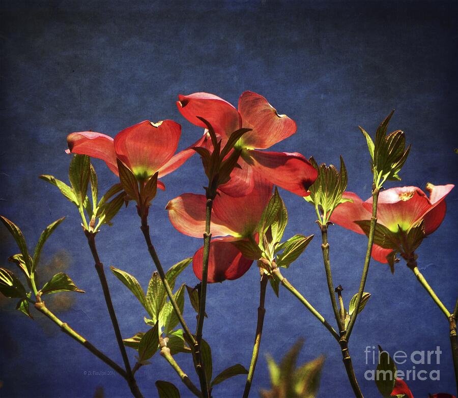 Nature Photograph - Looking Up Dogwood Flowers by Dee Flouton
