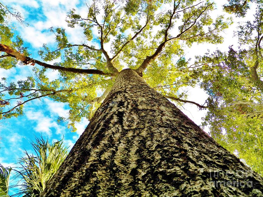 Looking up Florida Sky and Tree Photograph by Judy Via-Wolff