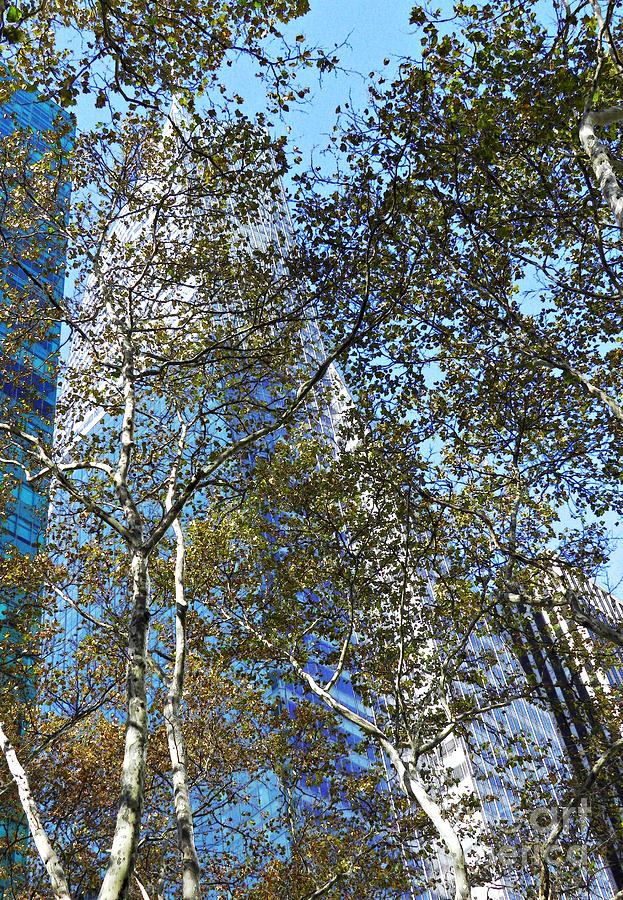 Tree Photograph - Looking Up from Bryant Park in Autumn by Sarah Loft