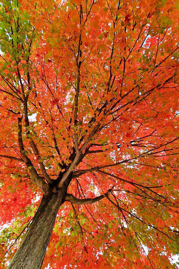 Looking Up In Autumn Photograph by Gary Slawsky