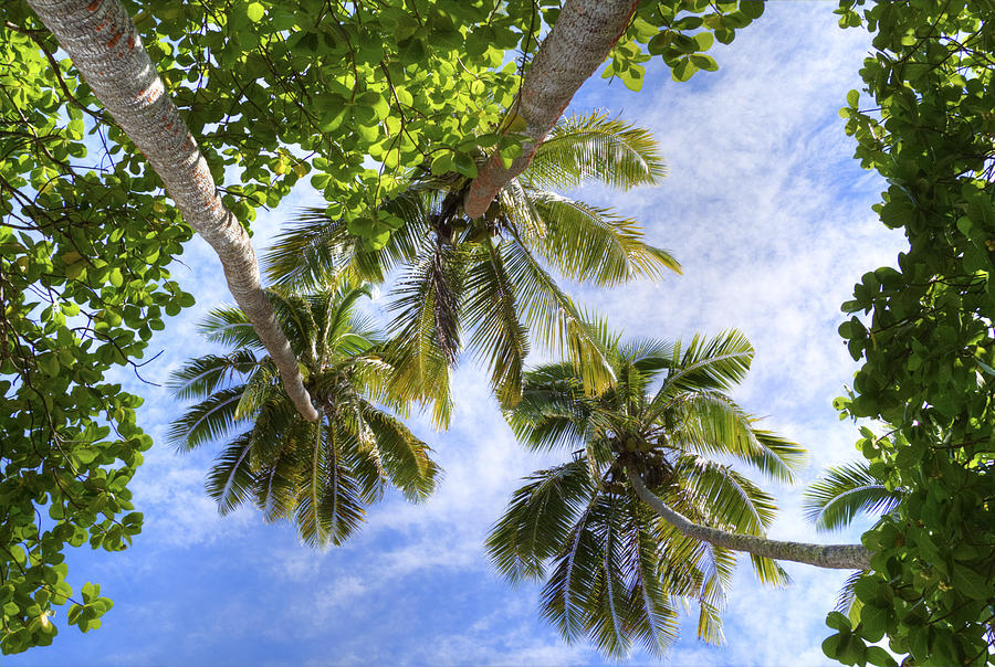 Looking Up In Paradise Photograph