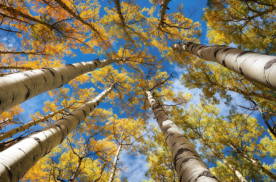Looking up into Aspens Photograph by David Soldano