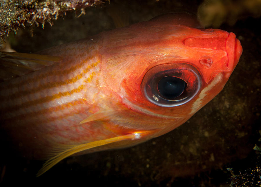 Fish Photograph - Looking up by Jean Noren