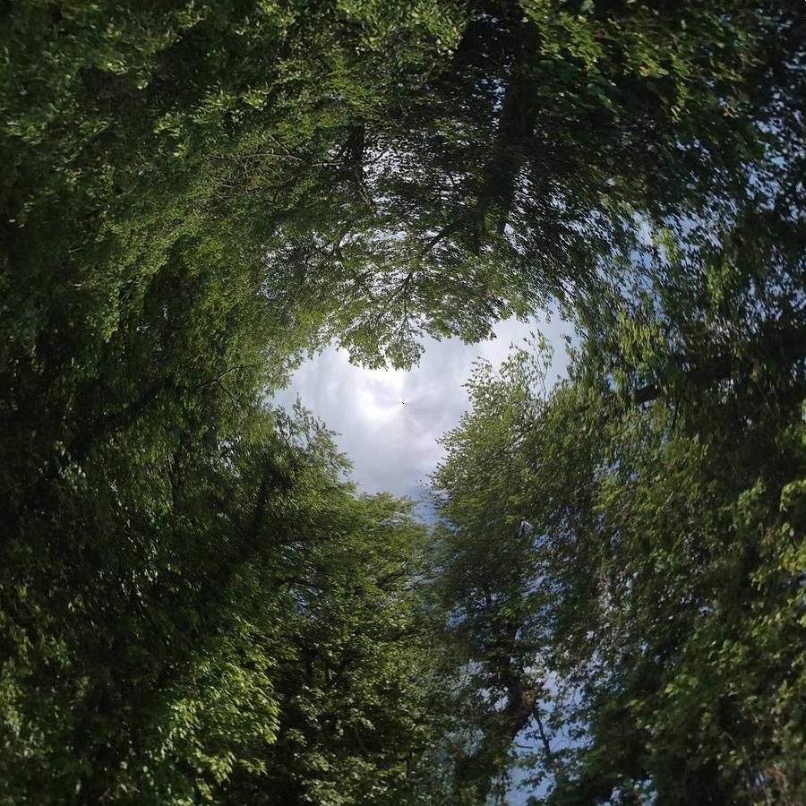 Tree Photograph - Looking Up by Nicholas Policari