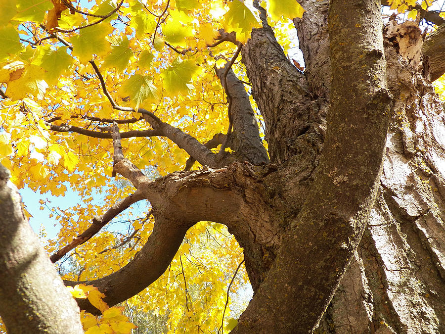 Looking up the Maple Tree Photograph by Corinne Elizabeth Cowherd