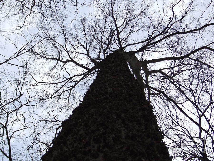 Tree Photograph - Looking Up the tree by Brandon Winstead