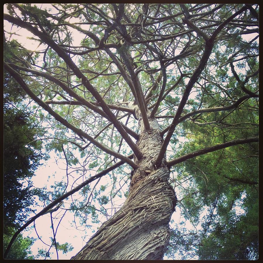 Looking Up The Twisted Trunk Of A Pine Photograph by Jodie Griggs