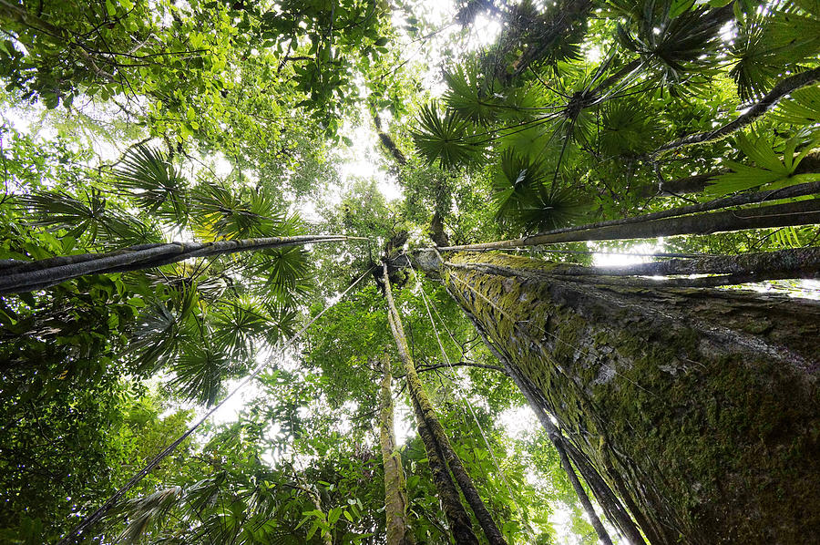 Looking Up To Rainforest Canopy Costa Photograph by Hiroya Minakuchi