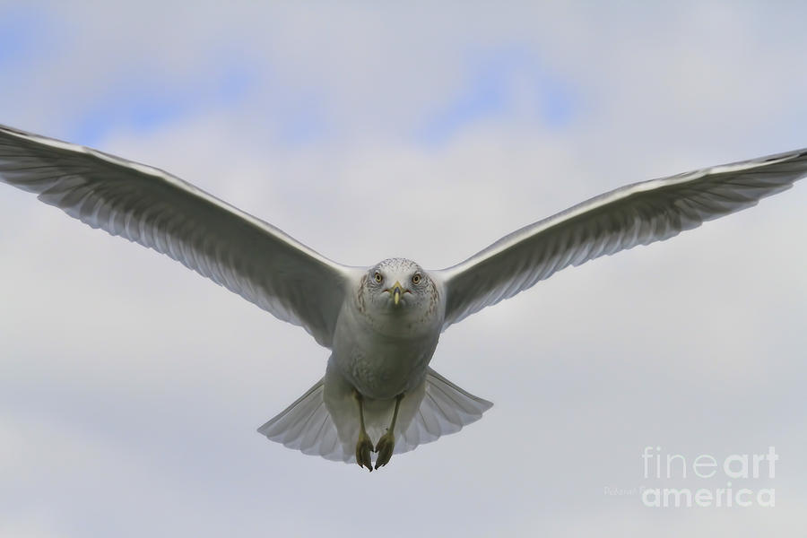 Seagull Photograph - Looking You In The Eyes by Deborah Benoit