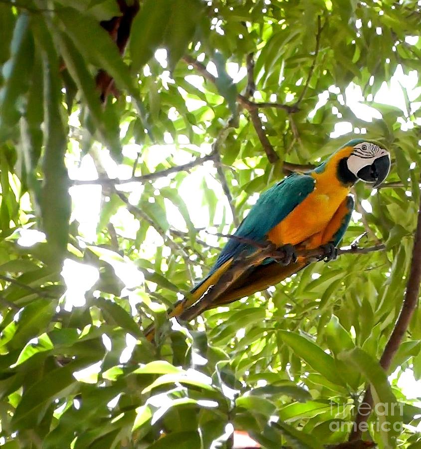 Lookout Macaw Photograph by Don Kenworthy