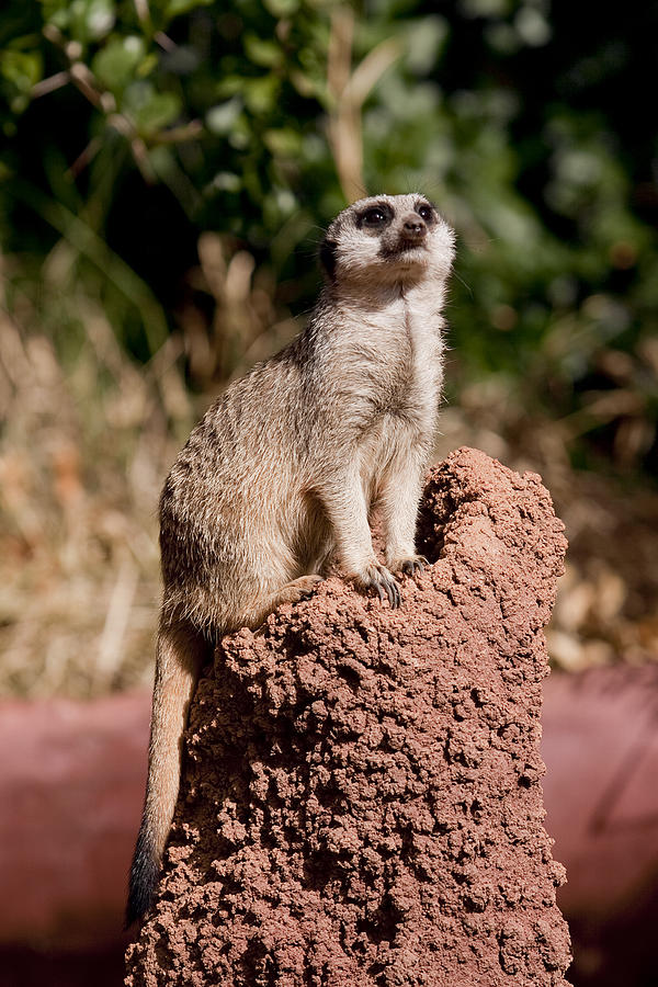 Meerkat Photograph - Lookout Post by Michelle Wrighton