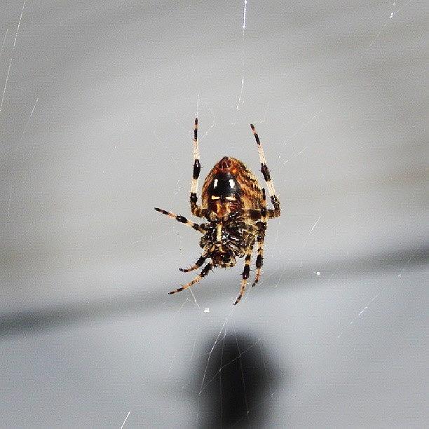 Spider Photograph - Looks #deadly. #spider #creepy #crawly by Brian Harris
