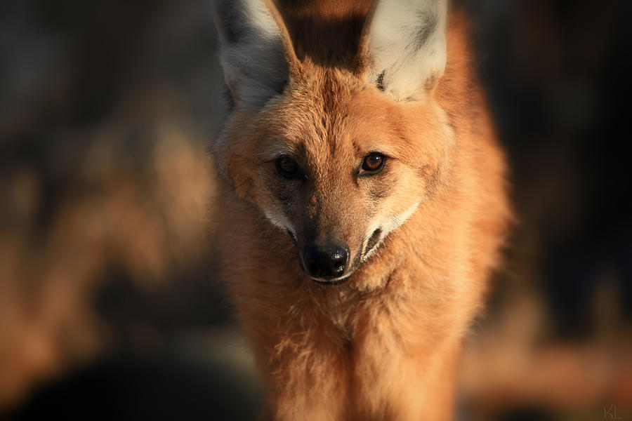 Wolves Photograph - Looks Like A Fox by Karol Livote