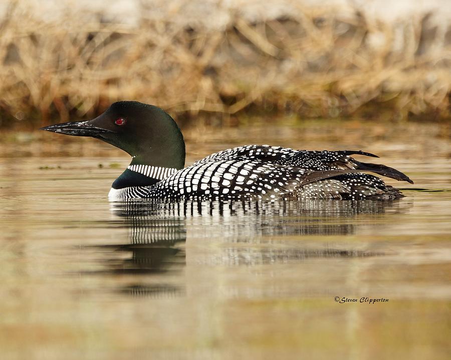 Loon 11 Photograph by Steven Clipperton