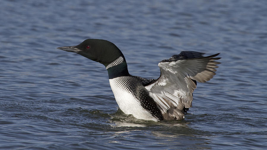 CommonLoon-0028 Photograph by Eric Mace - Fine Art America