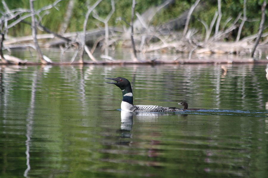 Loon and baby Photograph by Lynne McQueen
