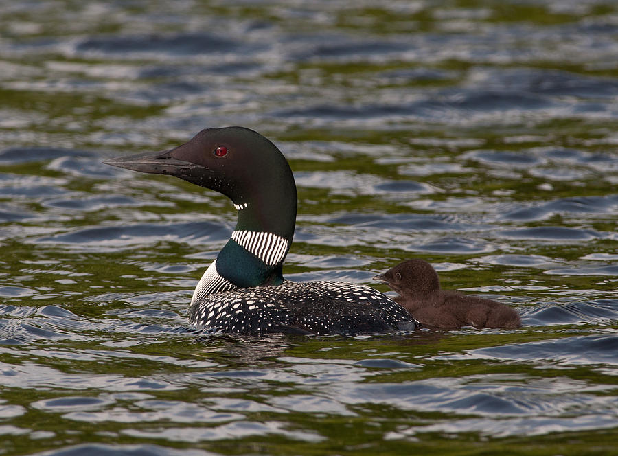 Loon and Chick Photograph by Gerald DeBoer