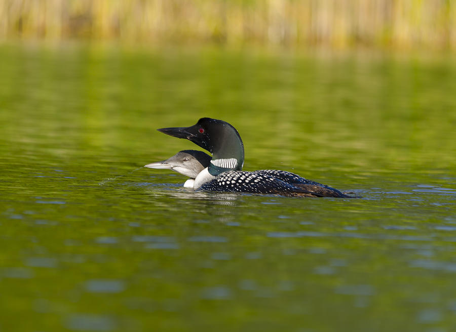 Loon And Juvenile Photograph