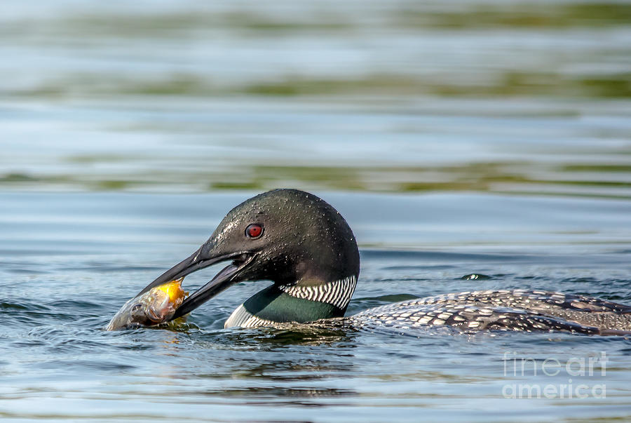 Loon and sunfish Photograph by Cheryl Baxter